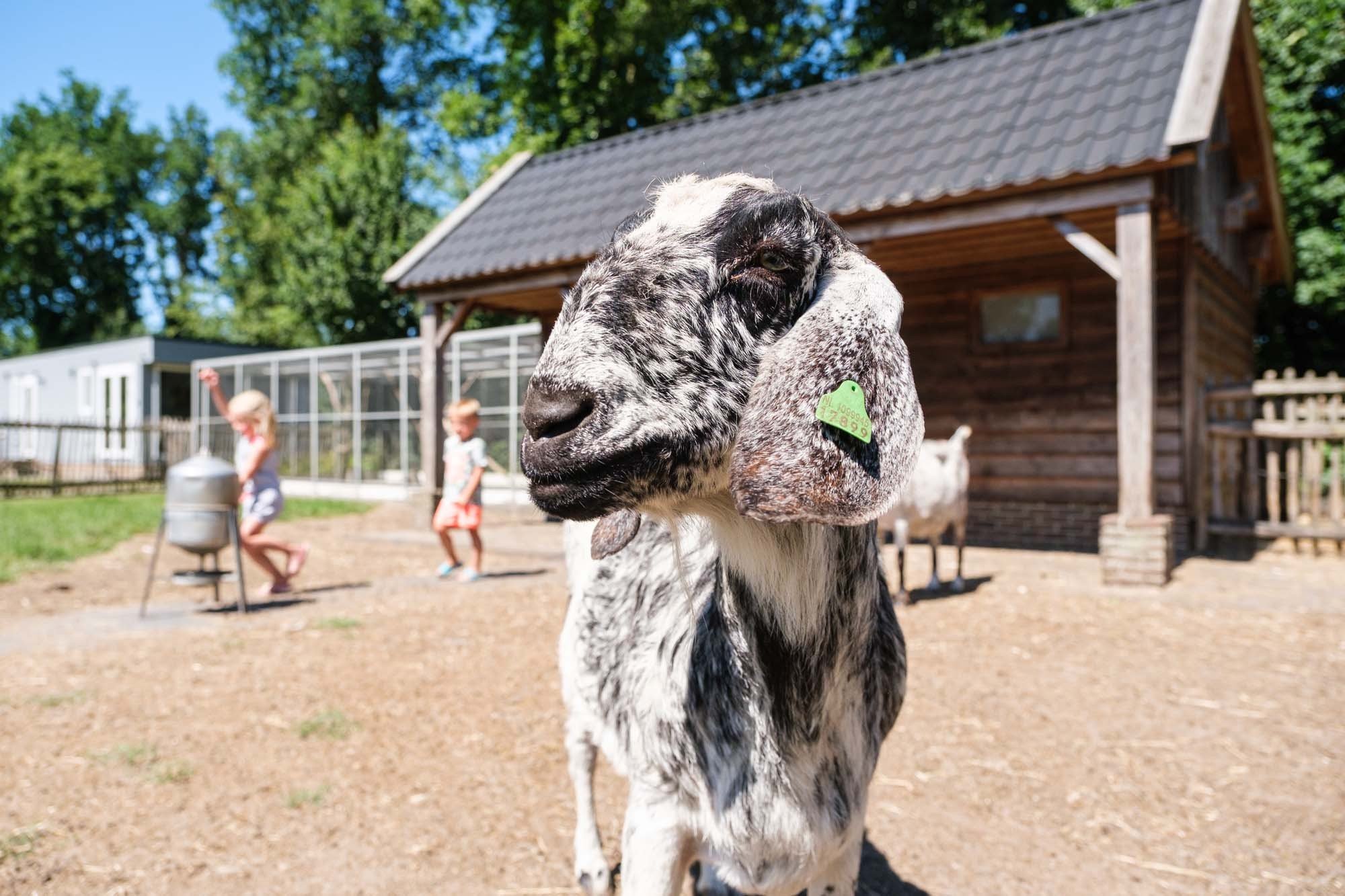 Kinderboerderij en volière
