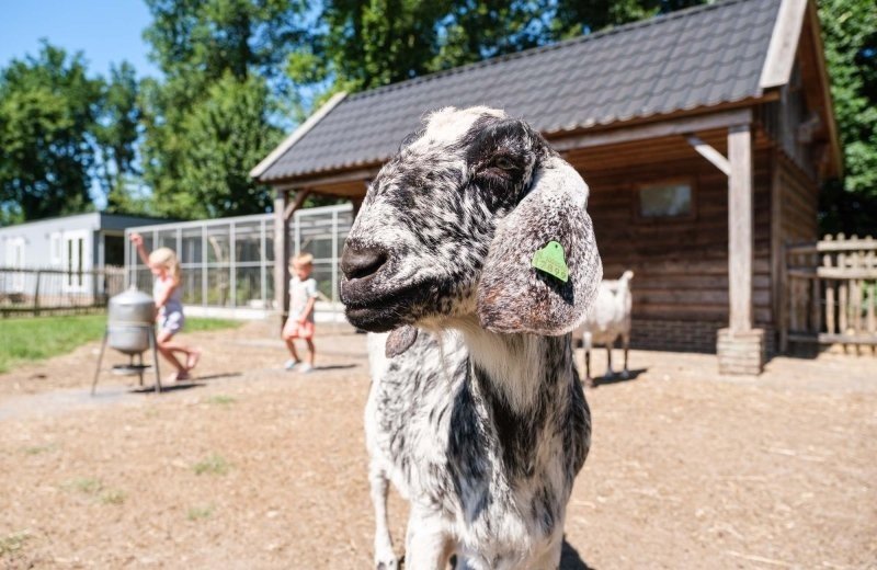 Kinderboerderij en volière